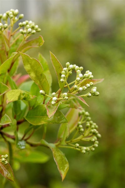 Nahaufnahme einer Photinia Pflanze mit Blütenknospen.