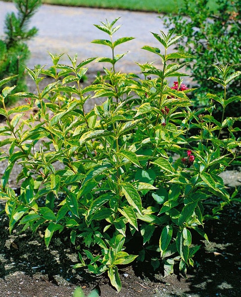 Weigela florida 'Brigela' -R-, Weigelie, buntlaubig, 40–60 cm