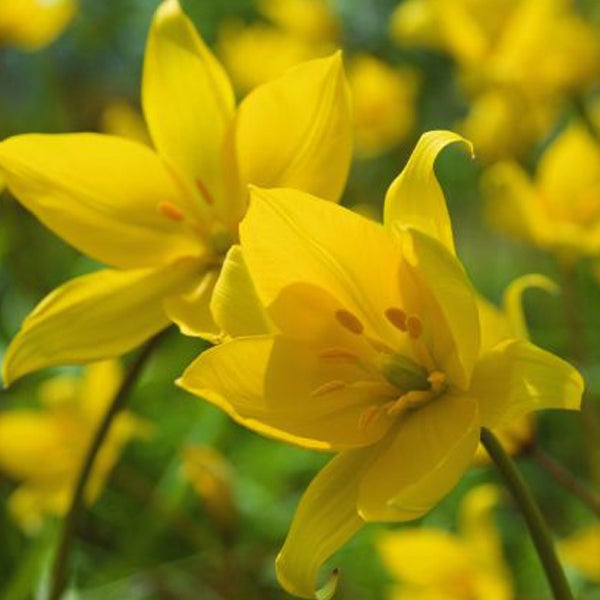 Gelbe Tulpenblüten im Nahbereich