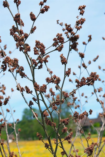 Hamamelis mollis 'Pallida', Chinesische Zaubernuss, gelb, 60–80 cm