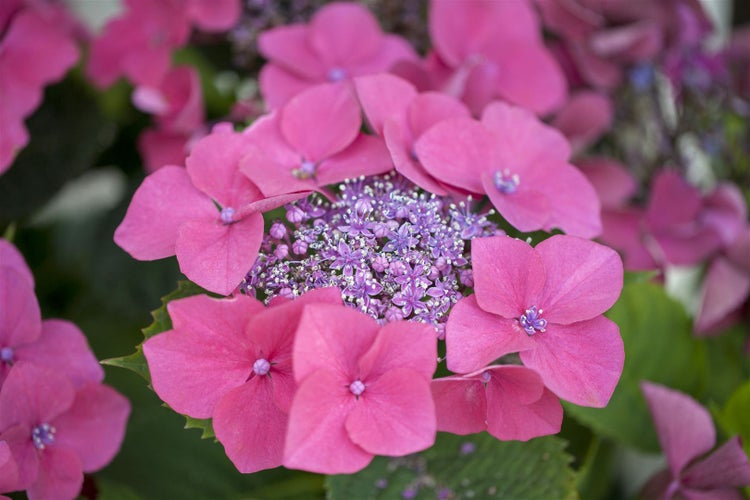 Nahaufnahme von rosa Hortensienblüten im Garten