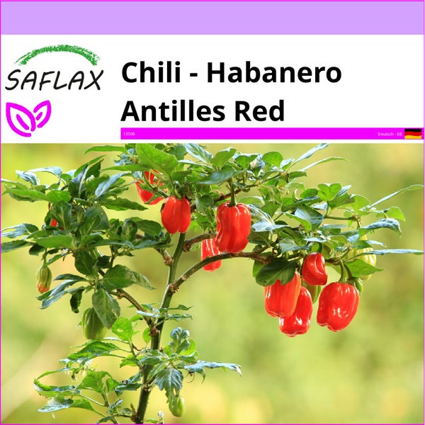 SAFLAX  - Chili - Habanero Antilles Red - Capsicum chinense - 10 Samen