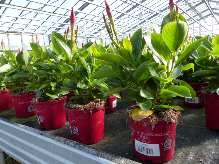 10er set Dipladenia RIO 25 cm ROT Dipladenie Sundeville für Kübel + Beet, Mandevilla Sommerblüher Dauerblüher
