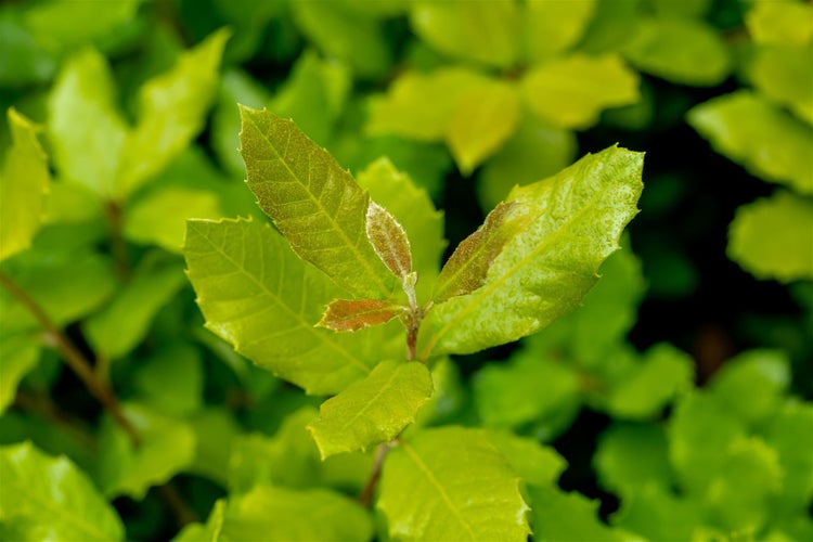 Nahaufnahme der Blätter einer immergrünen Steineiche mit gezacktem Rand im Garten.