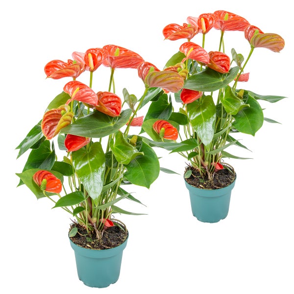 2x Anthurium Aristo Orange - Flamingopflanze - Zimmerpflanze - Pflegefreundlich - ⌀14 cm - ↕45-55 cm