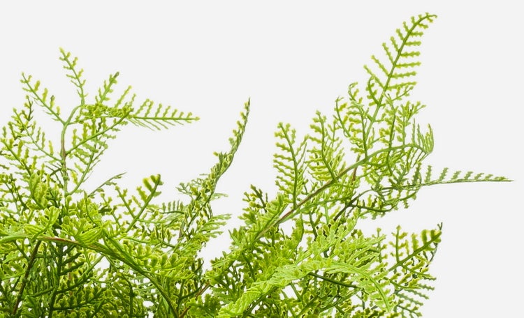 Grüner Farn mit dichtem Blattwerk und fein gegliederten Wedeln.