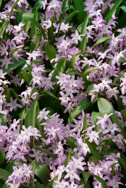 Chionodoxa forbesii, Schneeglanz, blau, ca. 9x9 cm Topf