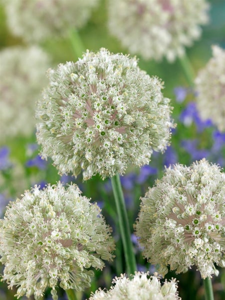 Allium nigrum, Zierlauch, weiß, ca. 11x11 cm Topf