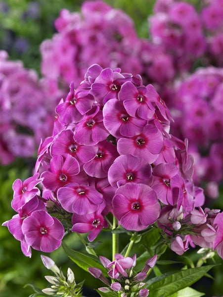 Nahaufnahme einer Phlox-Pflanze mit Blütentraube