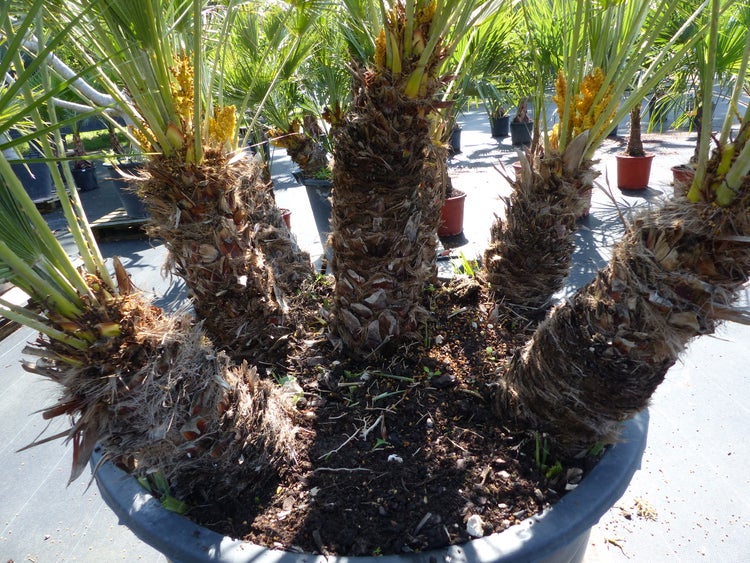 Palmengruppe Palme 164cm Zwergpalme Chamaerops Humilis, winterhart bis -12°C