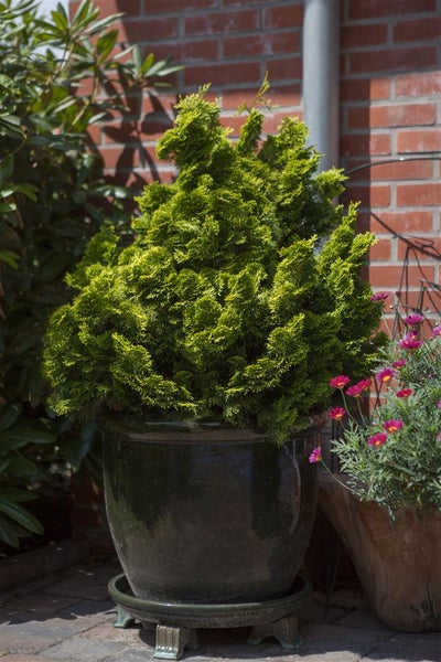 Chamaecyparis pisifera 'Golden Mop' in einem Topf auf einer Terrasse.