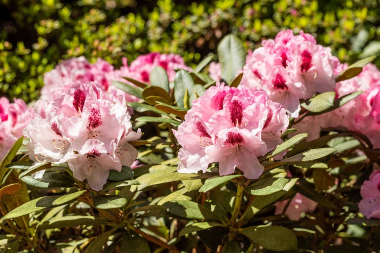 Nahaufnahme von Rhododendronblüten im Garten