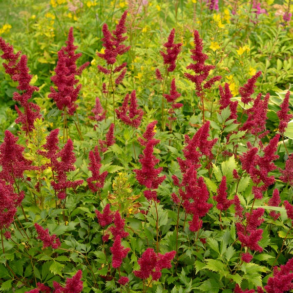 Astilbe Prachtspiere mit dunkelroten Blütenrispen und gezackten grünen Blättern im Gartenbeet.