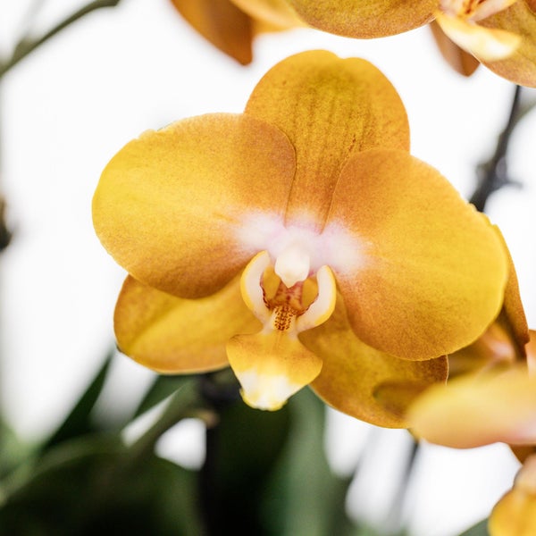 Kolibri Orchids orange Orchideen-Set im Baumwollkorb inkl. Wassertank drei orange Orchideen Las Vegas 12cm