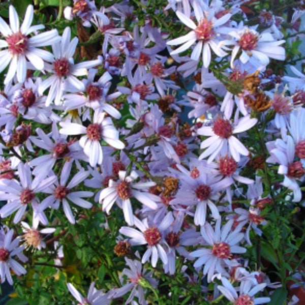 Nahaufnahme von Herbstastern mit zahlreichen Blüten