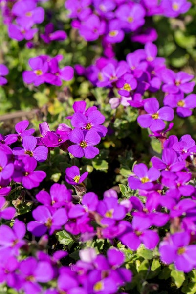Aubrieta x cult. 'Hamburger Stadtpark', Blaukissen, ca. 9x9 cm Topf