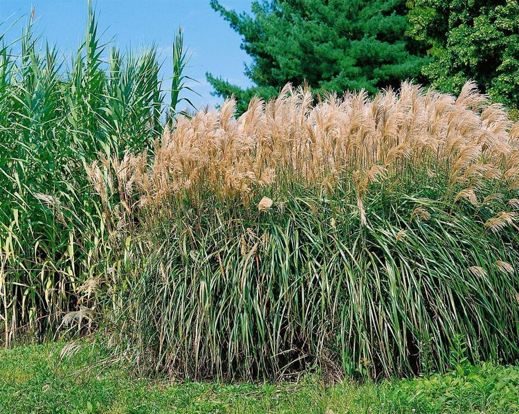 Miscanthus sinensis 'Malepartus', Chinaschilf, rotbraune Blüten, 3-5 L Topf