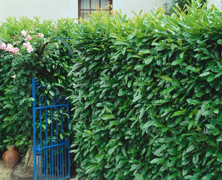 Dichte Lorbeerhecke mit blauem Gartentor und Rosen