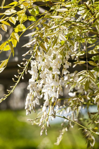 Wisteria sinensis 'Alba', Chinesischer Blauregen, weiß, 150–200 cm