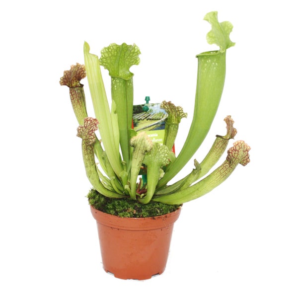 Schlauchpflanze - Sarracenia - Überraschungssorte - 9cm Topf