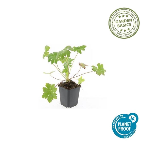 Grüne Pflanze mit gelappten Blättern in schwarzem Kunststofftopf mit Garden Basics Logo und Planet Proof Zertifizierung.