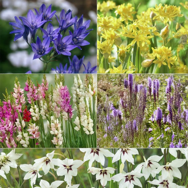 Collage verschiedener Blumensorten für den Garten.