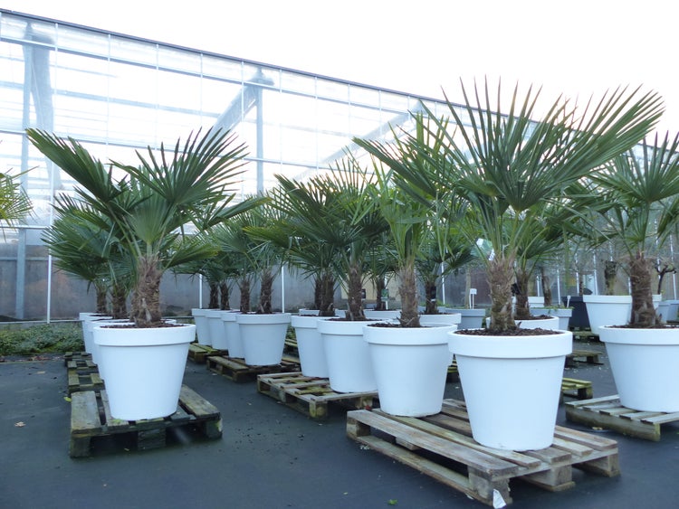 XXL Palme winterhart inkl. Pflanzkübel weiß, 160 - 190 cm Trachycarpus fortunei, Hanfpalme, Top-Qualität