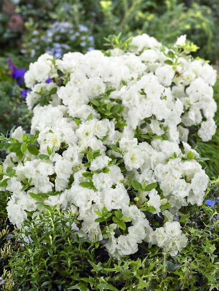 Rhododendron obtusum 'Schneeperle', weiß, 15–20 cm