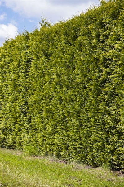 Thuja occidentalis 'Smaragd', Lebensbaum, immergrün, 80–100 cm