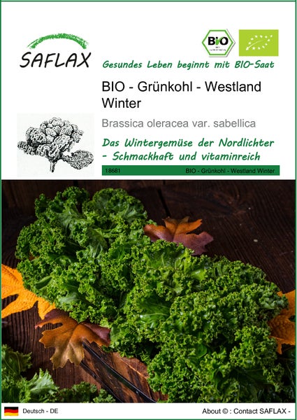SAFLAX  - BIO - Grünkohl - Westland Winter - Brassica oleracea var. sabellica - 70 Samen