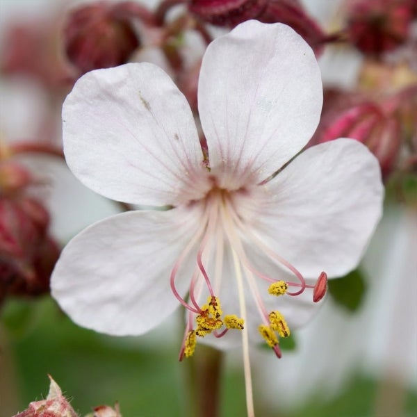 Nahaufnahme einer hellrosa Blüte des Balkan-Storchschnabels Geranium cantabrigiense mit sichtbaren Staubgefäßen.