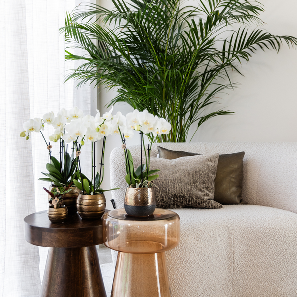 Dekorative Orchideen in Töpfen auf Beistelltischen neben einem Sofa und einer Zimmerpflanze