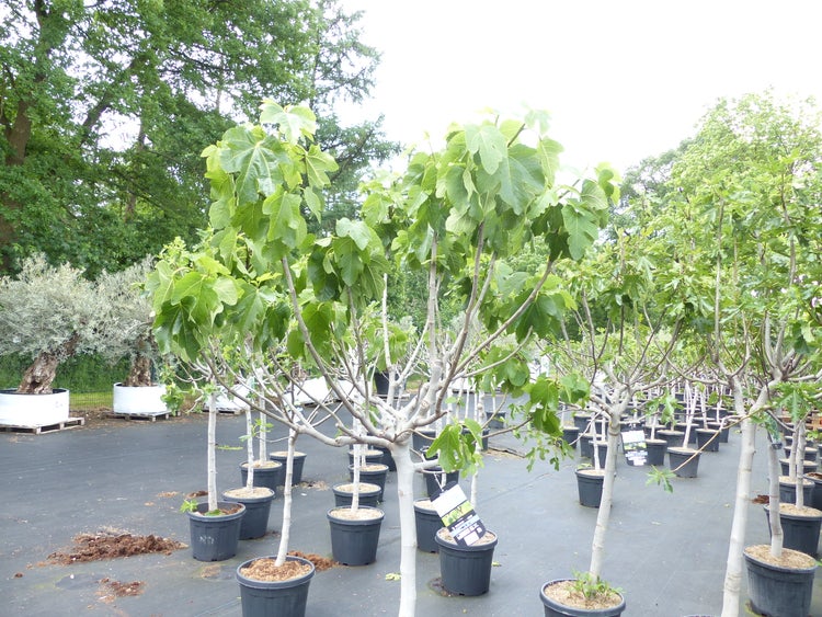 Reihe von Feigenbäumen in Töpfen im Aussenbereich.
