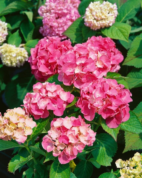 Hydrangea macrophylla 'Sibilla', Hortensie, rosa, 80–100 cm