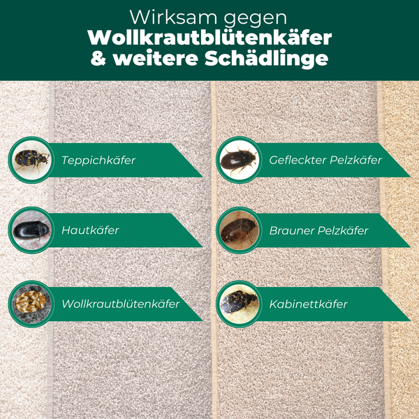 Wirksam gegen Wollkrautblütenkäfer und weitere Schädlinge: Teppichkäfer, Gefleckter Pelzkäfer, Hautkäfer, Brauner Pelzkäfer, Wollkrautblütenkäfer, Kabinettkäfer