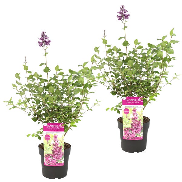 Syringa 'Bloomerang Dark Purple' | Lilac Purple pro 2 Stück - Outdoor-Pflanze im Anzuchttopf ⌀19 - ↕50-60 cm