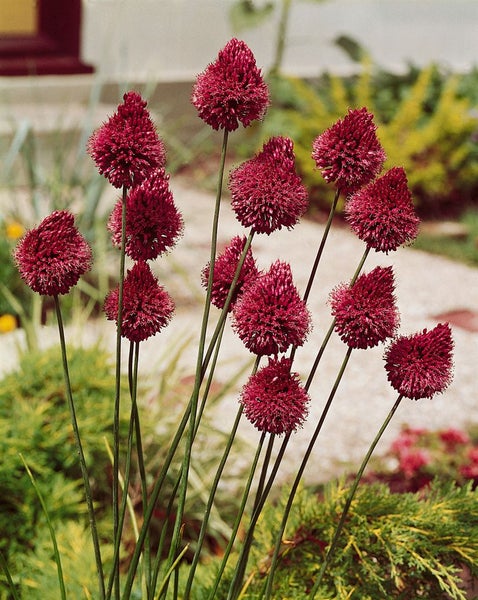 Allium sphaerocephalon, Kugellauch, purpurrot, ca. 9x9 cm Topf