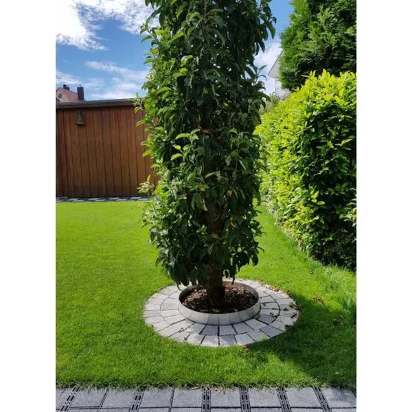 Säulenapfelbaum in einem Garten mit einer runden Baumscheibe aus Pflastersteinen eingefasst und von einer Metallrandeinfassung umgeben.