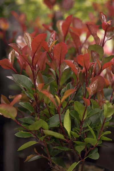 Photinia fraseri 'Little Red Robin', Glanzmispel, rot, 30–40 cm