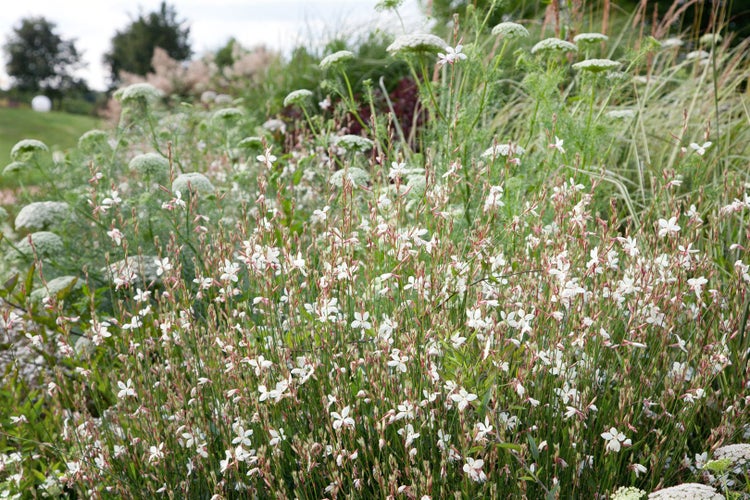 Gaura lindheimeri 'Gambit White', Prachtkerze, weiß, 2-3 Liter Container