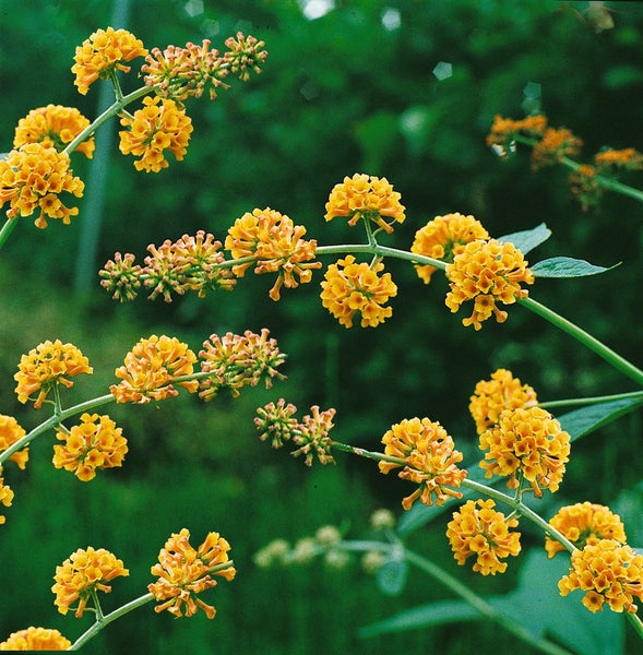 Buddleja weyeriana 'Sungold', Schmetterlingsflieder, gelb, 80–100 cm