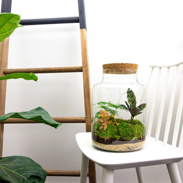 Flaschengarten Milky - DIY Pflanzenterrarium -  30 cm hoch - mit Calathea-Pflanze