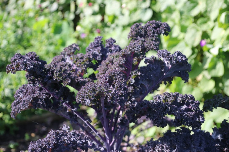 SAFLAX Garden to go - BIO - Grünkohl - Roter Krauser - Brassica oleracea var. sabellica - 50 Samen - Mit Topf, Klima - Deckel und Anzuchtsubstrat