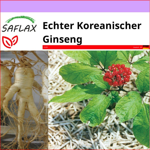 SAFLAX  - Echter Koreanischer Ginseng - Panax ginseng - 10 Samen