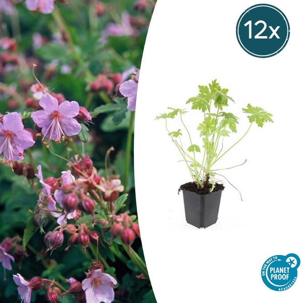 Balkan-Storchschnabel Geranium macrorrhizum, 12 Stück, Planet Proof zertifiziert.