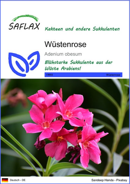 SAFLAX  - Wüstenrose - Adenium obesum - 8 Samen