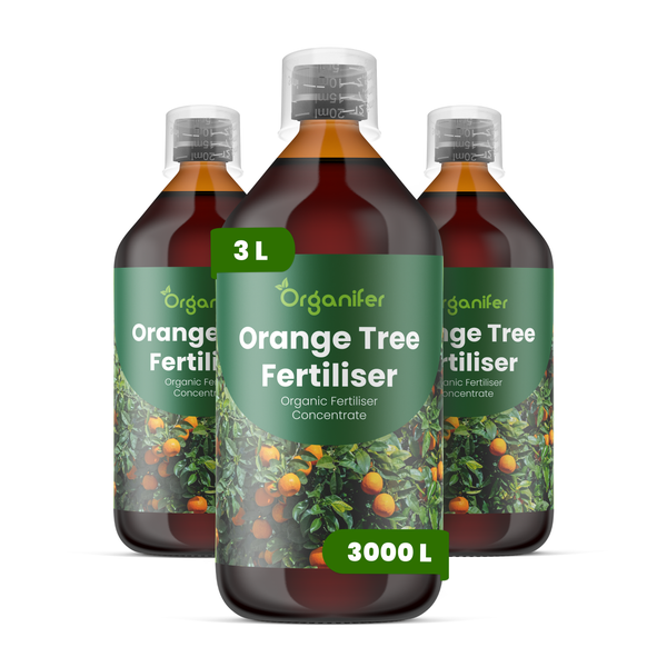 Drei 3-Liter-Flaschen Organifer Orangenbaum-Dünger Konzentrat, organischer Flüssigdünger für Zitruspflanzen mit Messkappe.