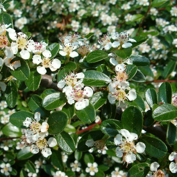 Im Bild ist eine Zwergmispel mit Blüten und Blättern zu sehen.