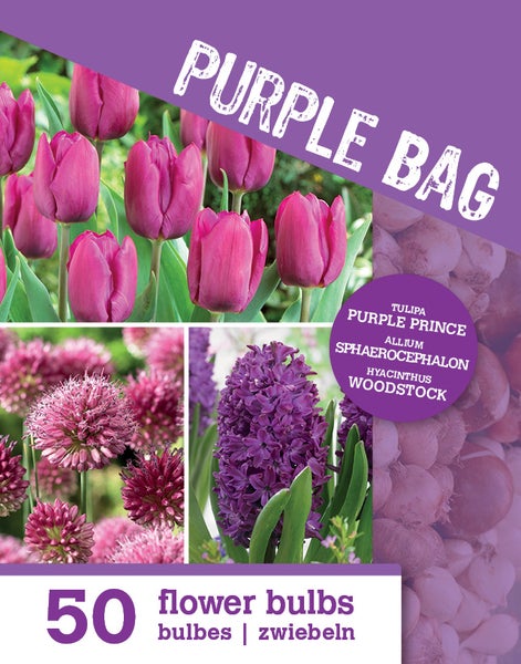 Packung mit 50 Blumenzwiebeln Purple Bag, enthält Tulpen Purple Prince, Allium sphaerocephalon und Hyazinthen Woodstock.