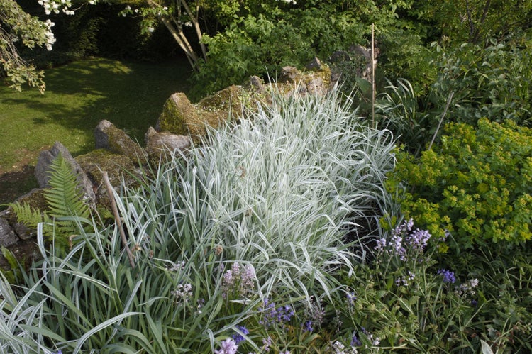 Gartenszene mit Ziergräsern und verschiedenen Pflanzen